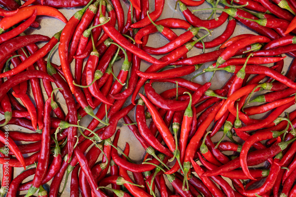 Red chilli pepper flay lay view Red chilli pepper flay lay view