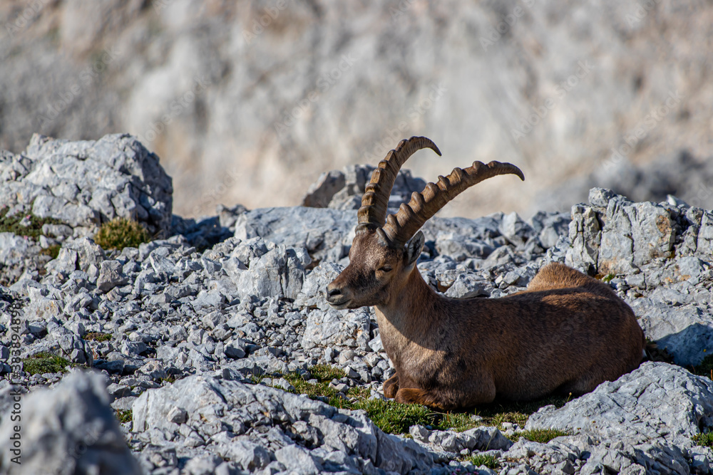 Adult ibex resting on rocks Adult ibex resting on rocks