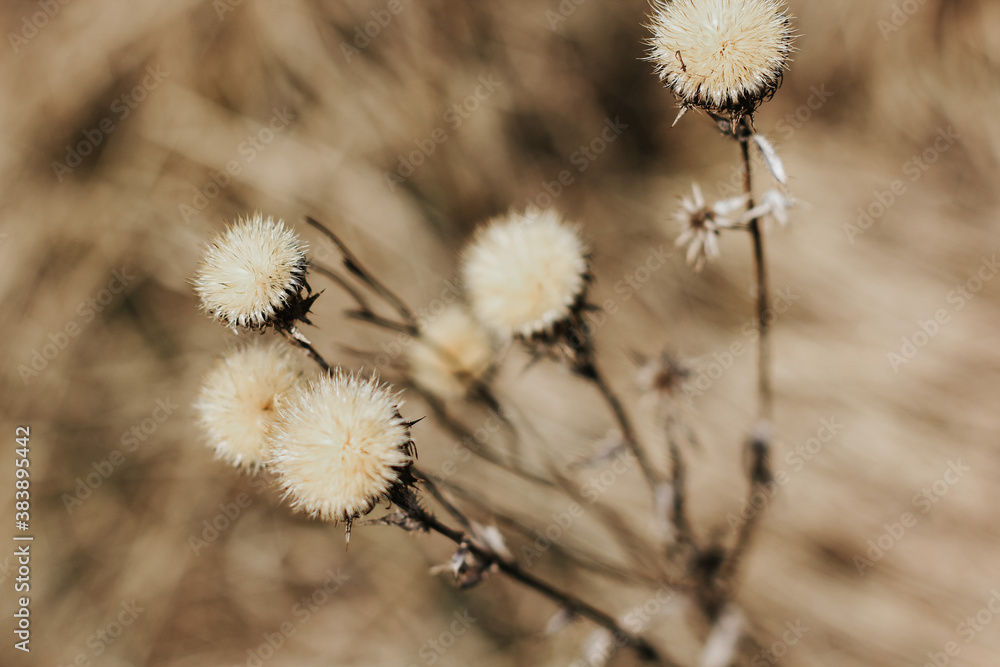 Dry thistle plant growing in the field. Natural floral background. Selective focus. Dry thistle plant growing in the field. Natural floral background. Selective focus.