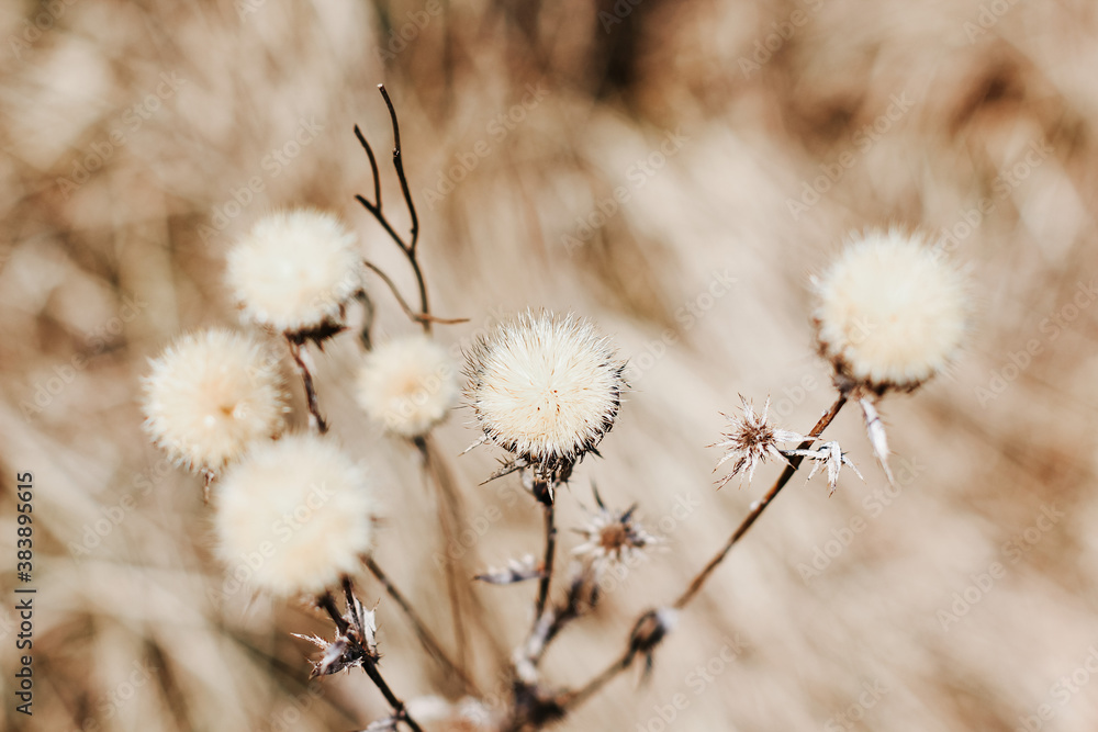 Dry thistle plant growing in the field. Natural floral background. Selective focus. Dry thistle plant growing in the field. Natural floral background. Selective focus.