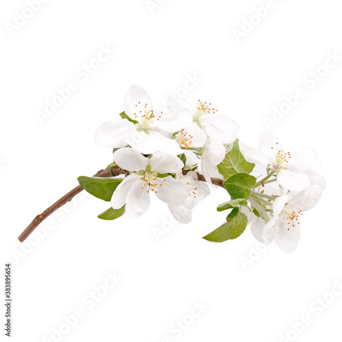 branch with apple-tree flowers
