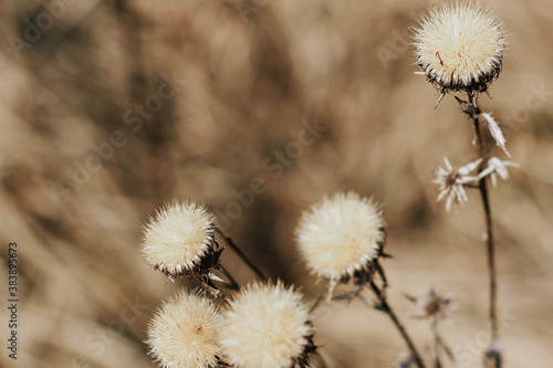 Wallpaper Mural Dry thistle plant growing in the field. Natural floral background. Selective focus. Torontodigital.ca