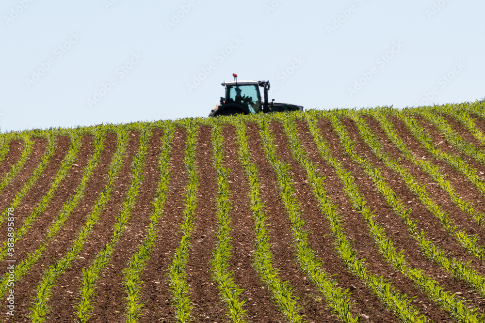 In the distance, a farmer drives a tractor across a corn field growing crops in neat green rows In the distance, a farmer drives a tractor across a corn field growing crops in neat green rows