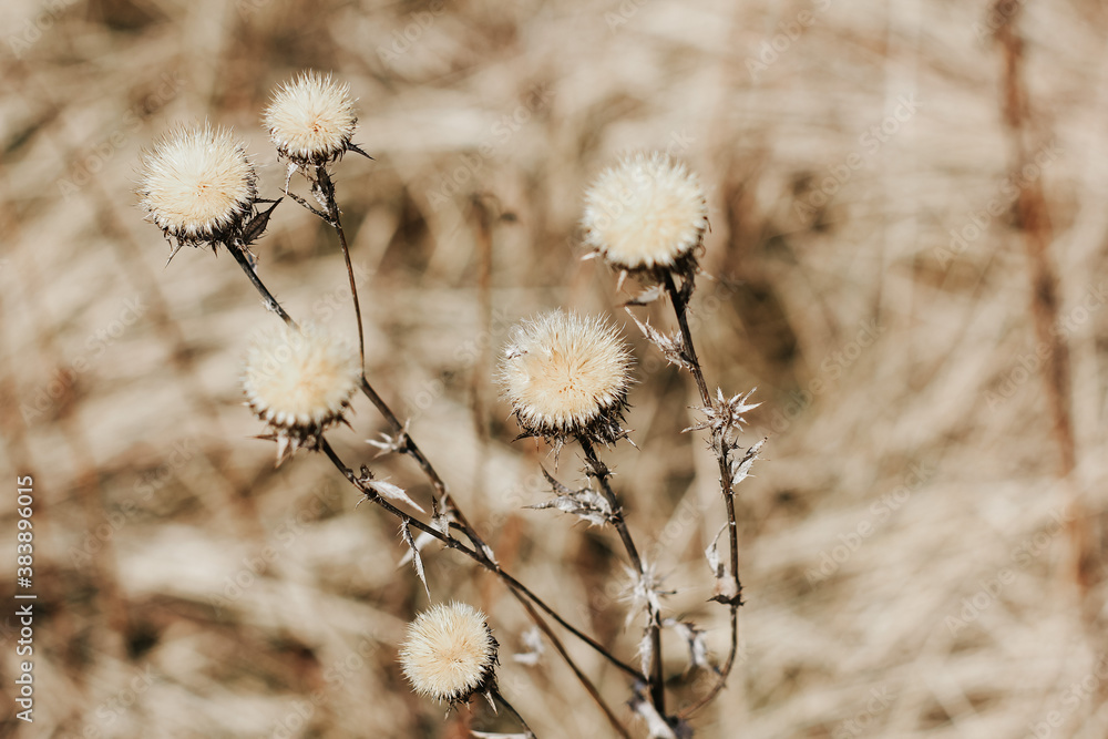 Dry thistle plant growing in the field. Natural floral background. Selective focus. Dry thistle plant growing in the field. Natural floral background. Selective focus.