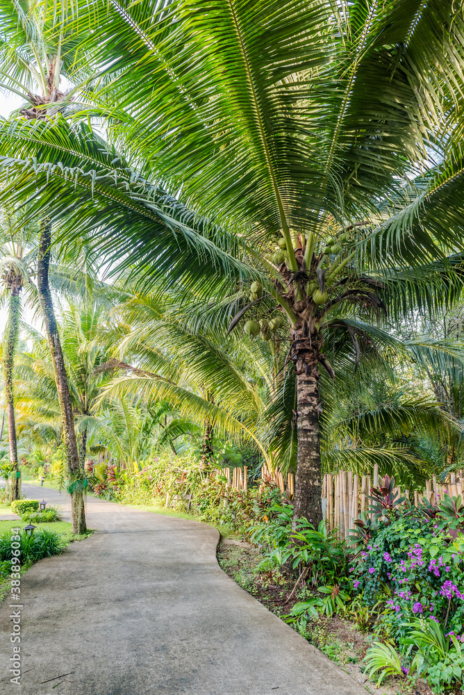 Coconut tree near the winding road in Thailand tropics