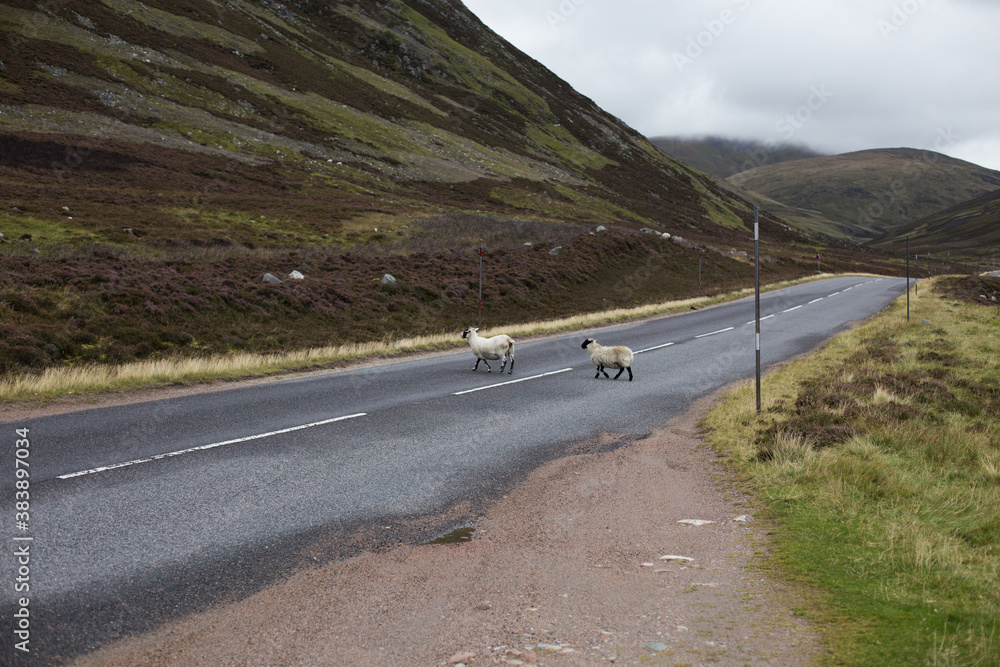 Schafe stehen auf einsamer Straße in Schottland, Highland Road