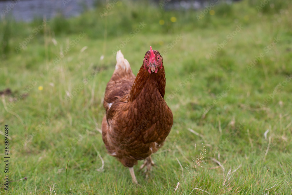 Fototapeta premium Braunes Haushuhn schaut in die Kamera, Porträt