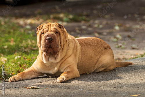 A beige Shar Pei dog is resting in a park area. Sunny day. A large cute pet. Blurred background. Close-up.