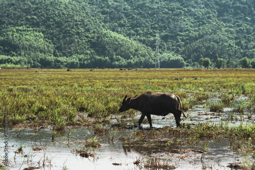 Water Buffalo Standing graze rice grass field meadow sun, forested mountains background, clear sky. Landscape scenery, beauty of nature animals concept summer day