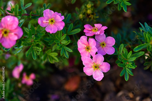 Flowers lapchatki (lat. Potentilla) shrub rose on a Bush in the garden photo