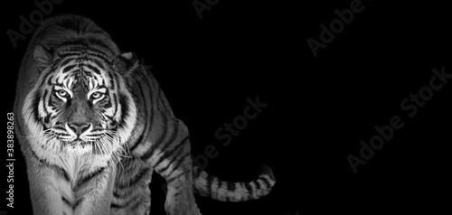 Canvas Print Tiger portrait in black and white colors, World wildlife day concept, spectacula