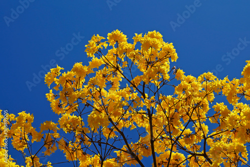 Golden trumpet tree or Yellow ipe tree (Handroanthus chrysotrichus), Brazil © Wagner Campelo