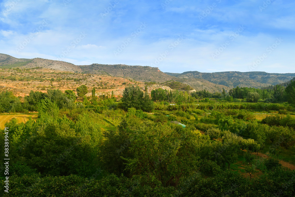 Rural landscape of a lush orchard with a variety of trees and vegetation with mountains in the background on a sunny summer afternoon