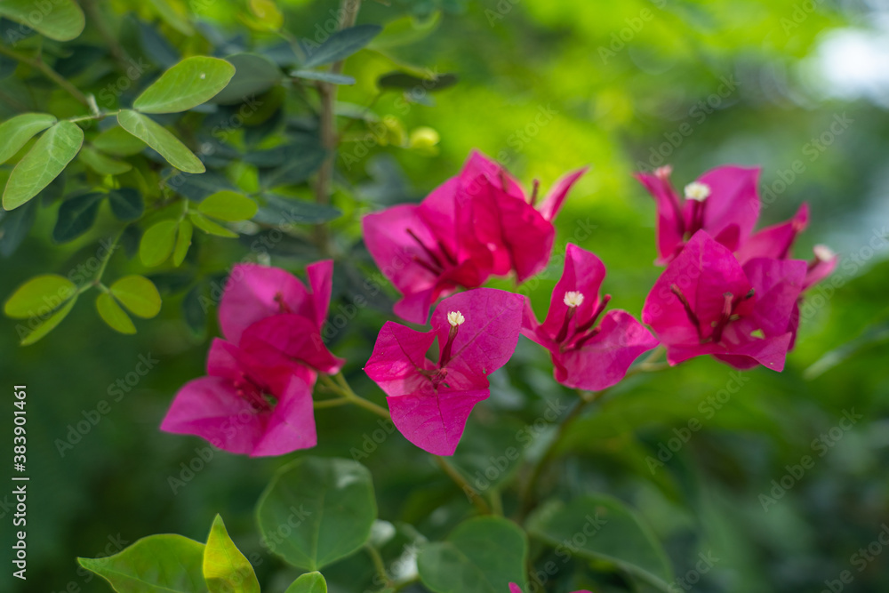 The purple bougainvillea bushes in the flower garden are blooming.