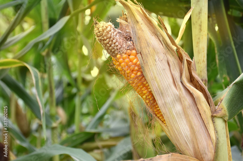 Maize or corn which is ripe and nearly to be harvested.
