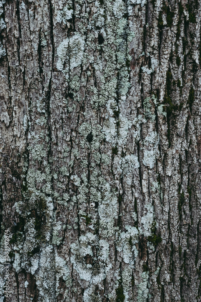 Close up sur l'écorce d'un tronc d'arbre - Arrière plan matière naturelle texturée
