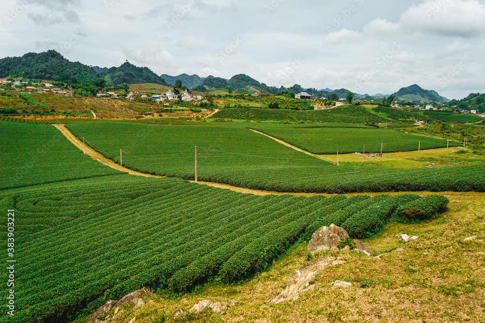 Naklejka premium Terrace green tea fileds in Moc Chau Highland, Son La province, Vietnam.