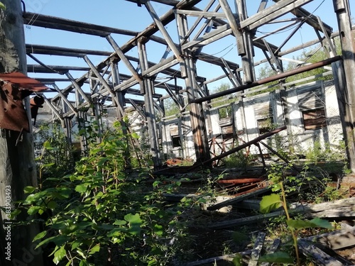 plants in greenhouse