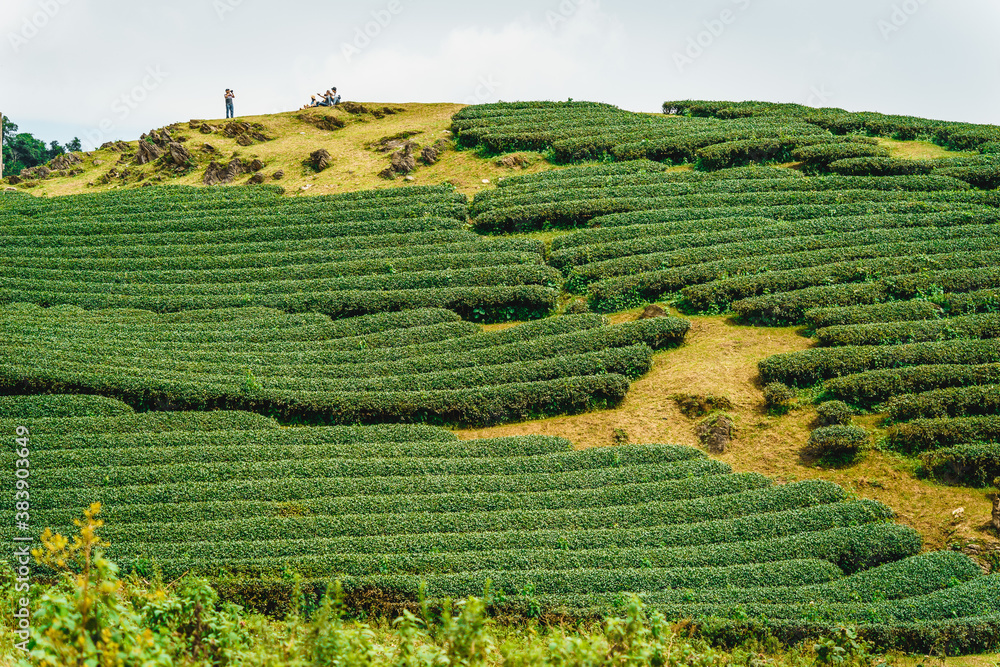 Terrace green tea fileds in Moc Chau Highland, Son La province, Vietnam.