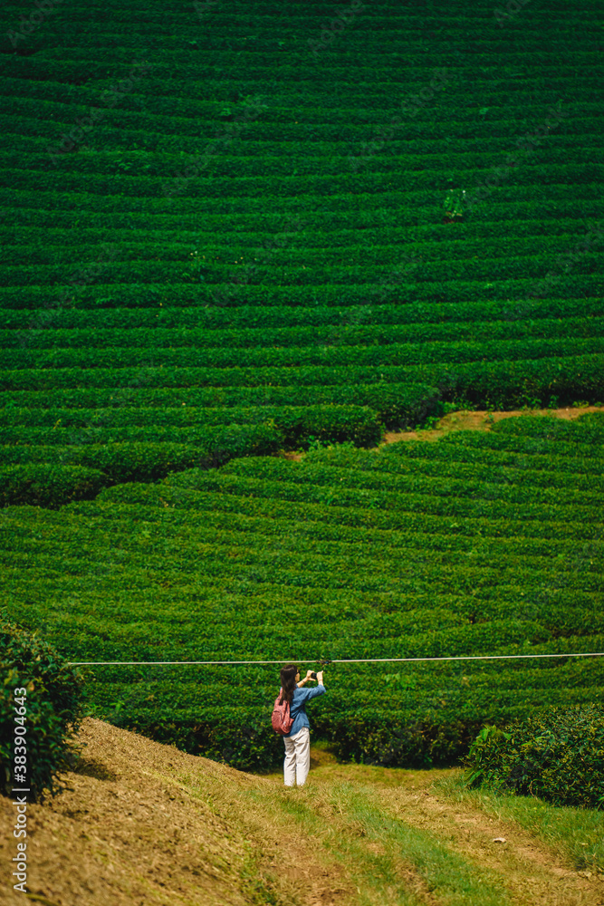 Terrace green tea fileds in Moc Chau Highland, Son La province, Vietnam.