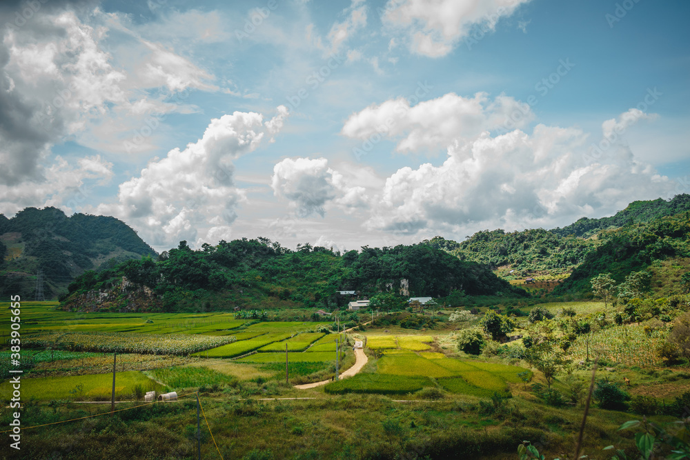 Obraz premium Green rice fields and hills, view from Ban Ang lake, Moc Chau, Vietnam.