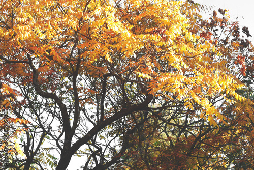 Tree blanches with yellow leaves against the sky. Autumn specifics. Tree blanches with yellow and red leaves.