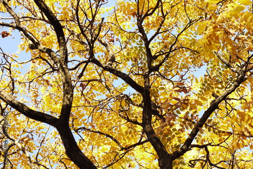 Tree blanches with yellow leaves against the sky. Autumn specifics. Tree blanches with yellow and red leaves.