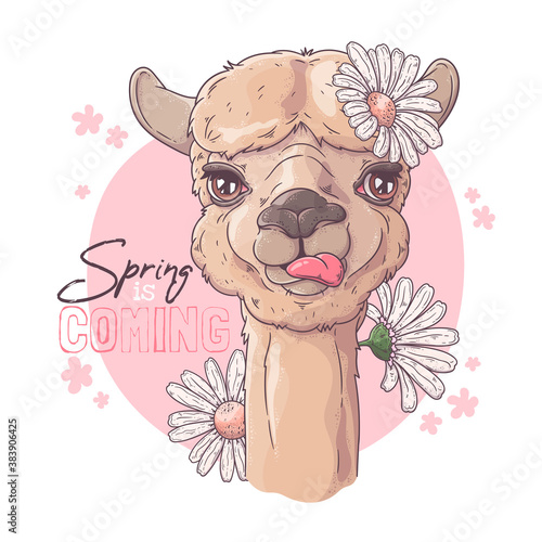 Hand drawn portrait of cute alpaca Vector.