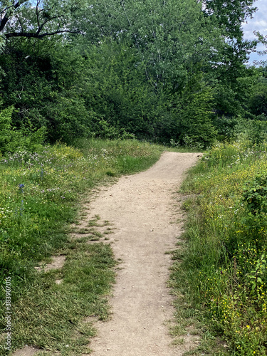forest nature road spring tree