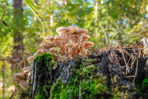Edible forest mushrooms Honey mushrooms.