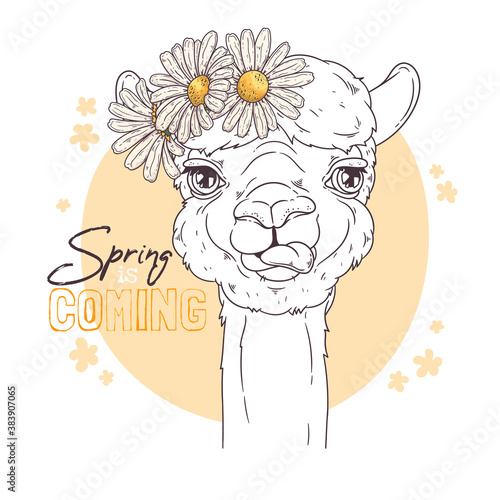 Hand drawn portrait of cute alpaca Vector.