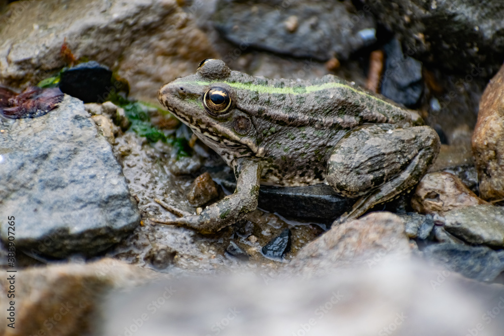 Colorful green frog with expressive eyes, sitting among rocks and vegetation. Inhabitant of rivers and swamps with blooming water and plants. Bubble amphibian animal Colorful green frog with expressive eyes, sitting among rocks and vegetation. Inhabitant of rivers and swamps with blooming water and plants. Bubble amphibian animal