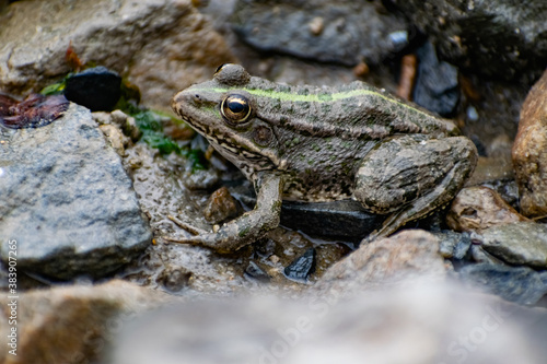 Colorful green frog with expressive eyes, sitting among rocks and vegetation. Inhabitant of rivers and swamps with blooming water and plants. Bubble amphibian animal