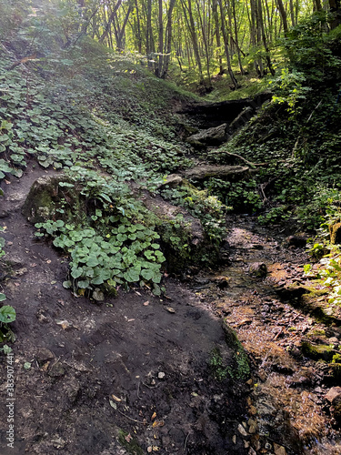 forest landscape trees deciduous summer