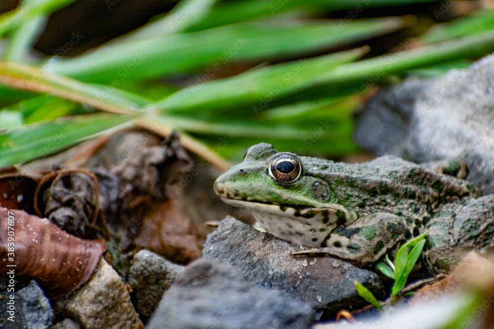 Obraz premium Colorful green frog with expressive eyes, sitting among rocks and vegetation. Inhabitant of rivers and swamps with blooming water and plants. Bubble amphibian animal