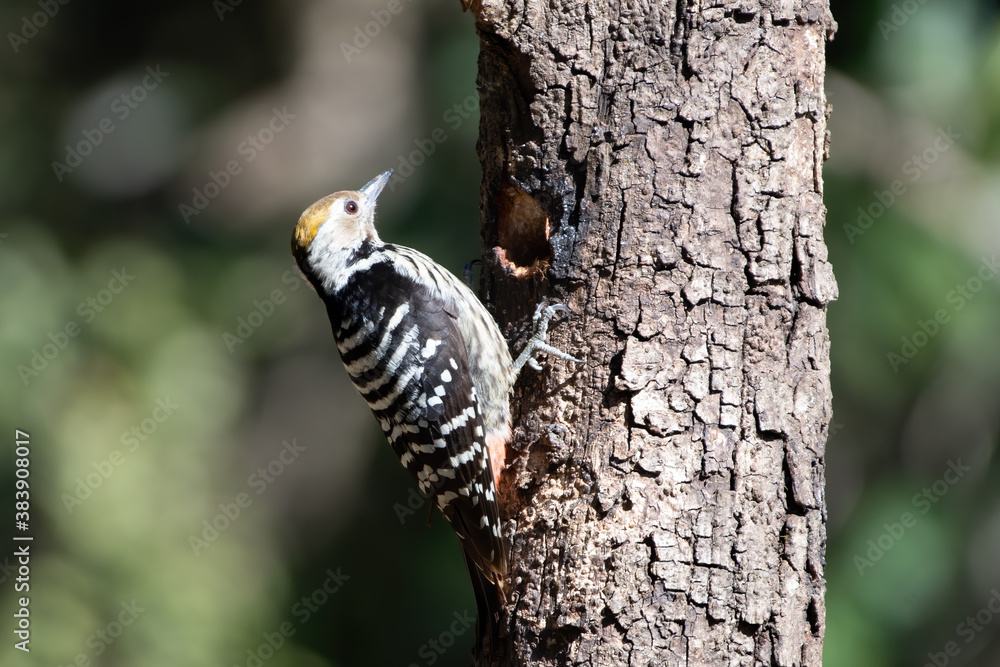 Brown-fronted Woodpecker photographed in Sattal, India Brown-fronted Woodpecker photographed in Sattal, India