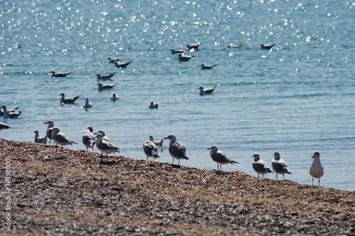 Seagulls on a beach of the Black sea