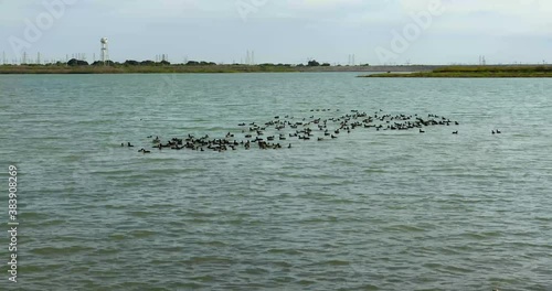 Large group of American Coots (Fulica americana) on North Lake in Coppell Texas. photo