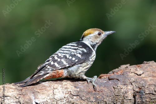 Photography Brown-fronted Woodpecker photographed in Sattal, India