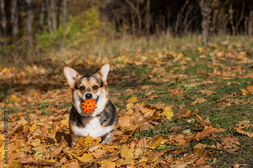 corgi pembroke dog with ball in autumn forest 