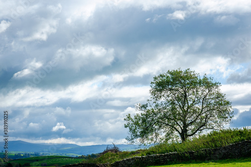 Single tree on hill with a cloudy sky in the Lake District