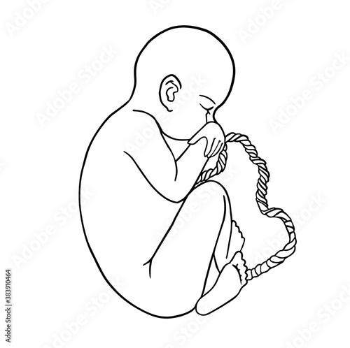 Baby in the womb. Side view fetus baby growth in placenta 3 trimester.silhouette, vector illustration Vector icon. For cards, posters, coloring book,for scientific journals book illustrations