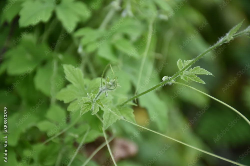Bitter melon or bitter gourd, natural herb for healthcare. Bitter melon or bitter gourd, natural herb for healthcare.