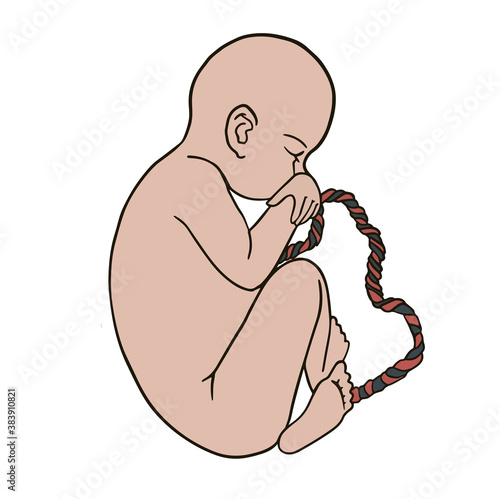 Baby in the womb. Side view fetus baby growth in placenta 3 trimester.silhouette, vector illustration Vector icon. For cards, posters, coloring book,for scientific journals book illustrations