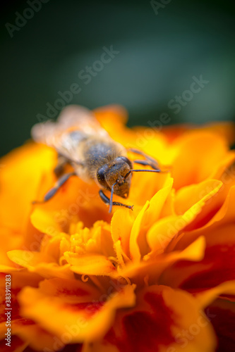 Honey bee on orange marigolds flower. Macro close-up shot.