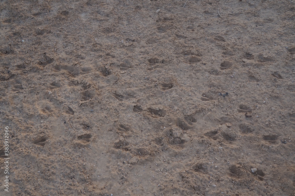 Footprints of gazelle on the dry desert soil