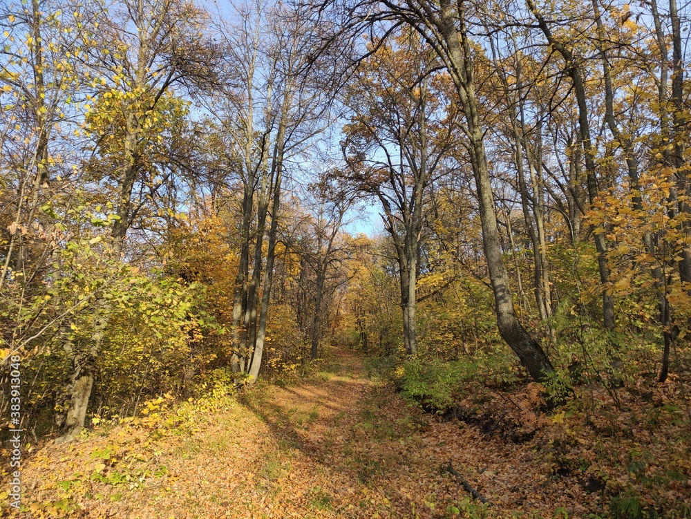 Fototapeta premium Лесная дорога