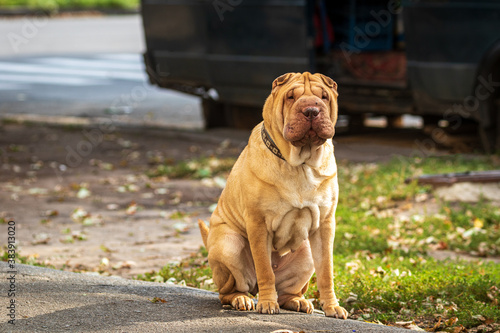 A beige Shar Pei dog is resting in a park area. A large cute pet. Blurred background. Sunny day. Close-up.