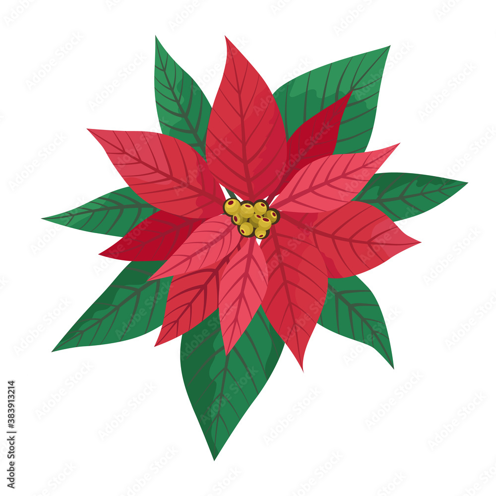 Red blooming poinsettia. Vector illustration isolated on white background. Christmas star, traditional flower. Cartoon flat design. For Christmas or New Year greeting cards, banners, invitations.
