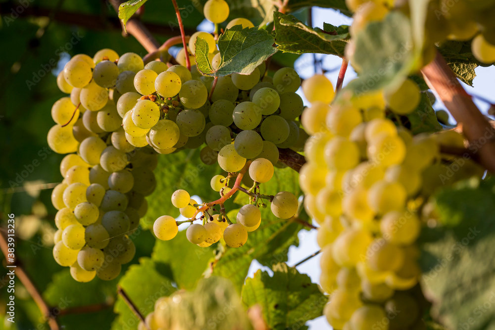 Horizontal Daylight Shot Of Ripe Riesling Grapes In The Vine From Winemaking Region